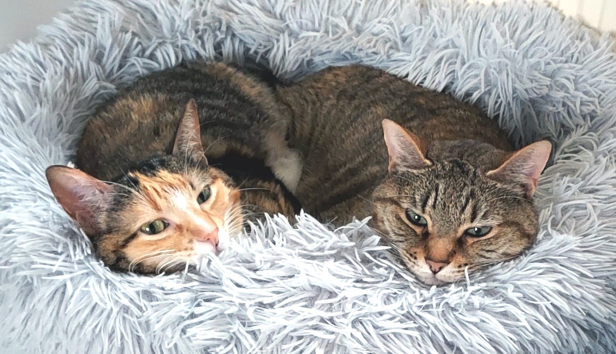 Two sweet cats curled up together in a fluffy bed, looking at the cameral