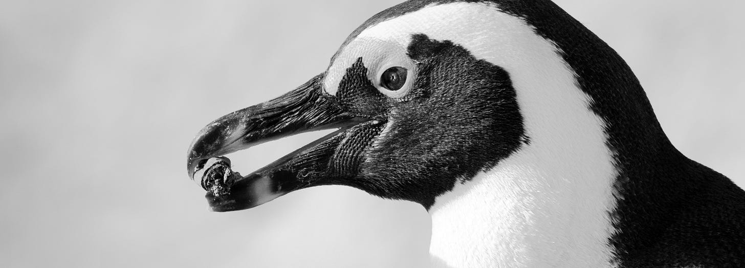 The gift to win a penguin's heart | BBC Earth