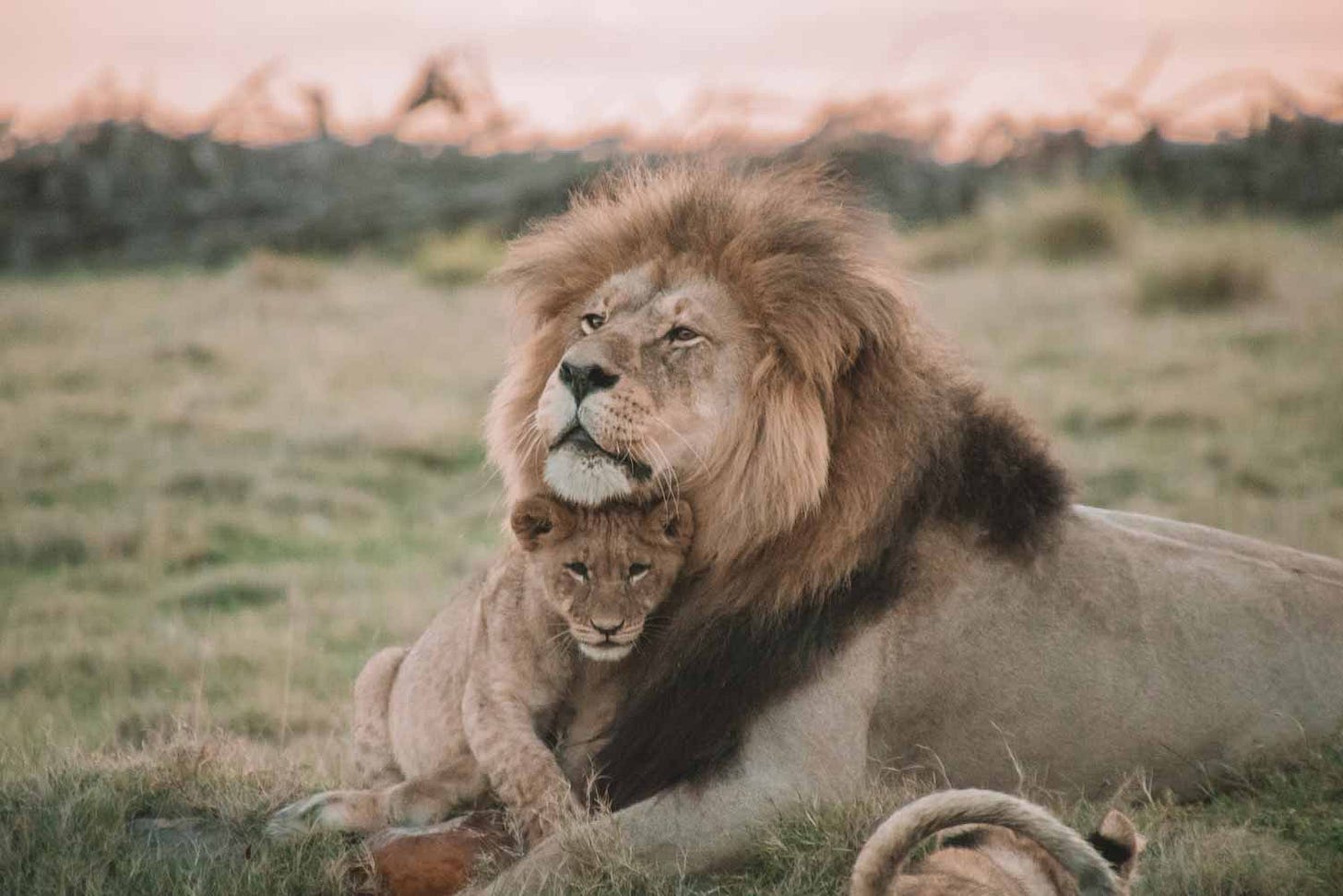 Lion with cub Lion with cub