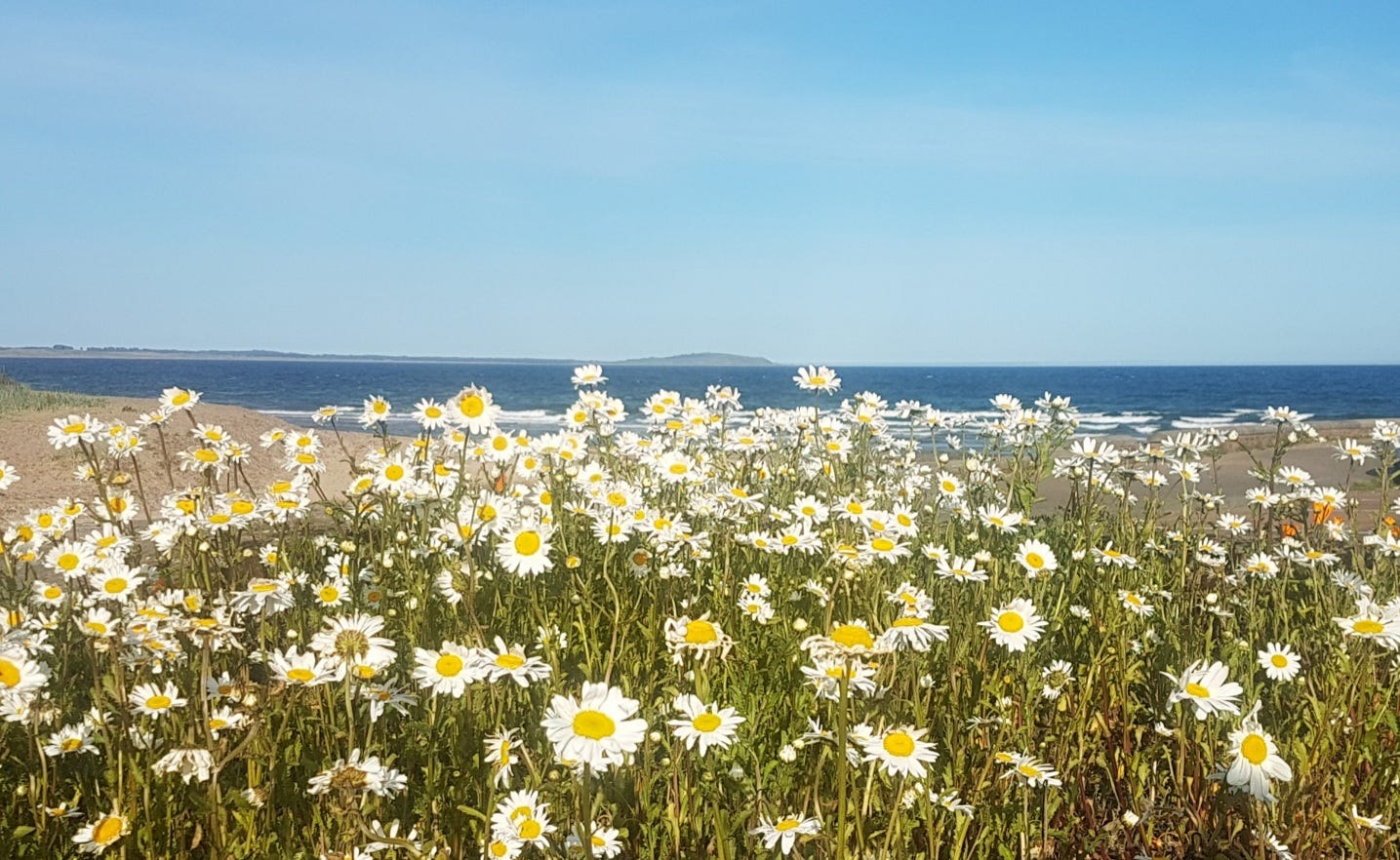 A mass of daisies beside the beach overlooking the sea in Scotland on a sunny day.
