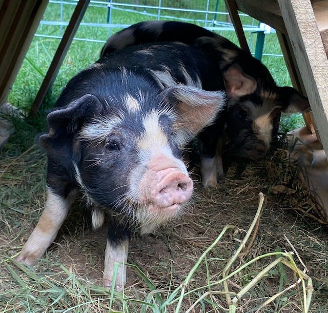 Two black-and-white Idaho pasture piglets