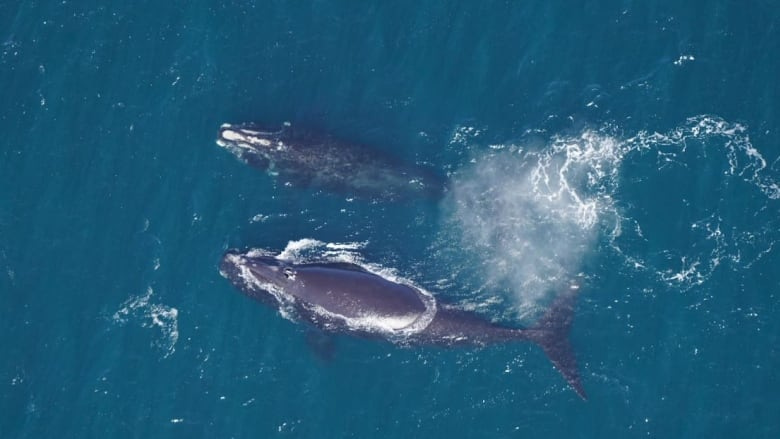 An aerial view of two whales in the ocean.