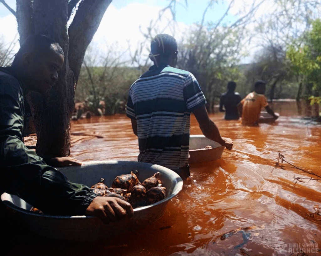 voluntarios de Madagascar rescatan un montón de tortugas en medio de una riada