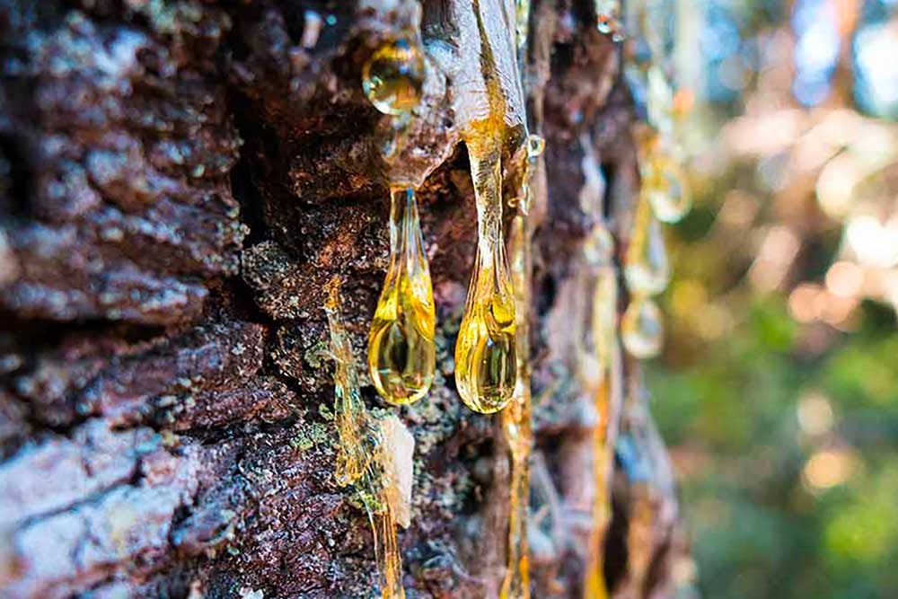 Pine Resin Survival Uses | SavvyJack Blog