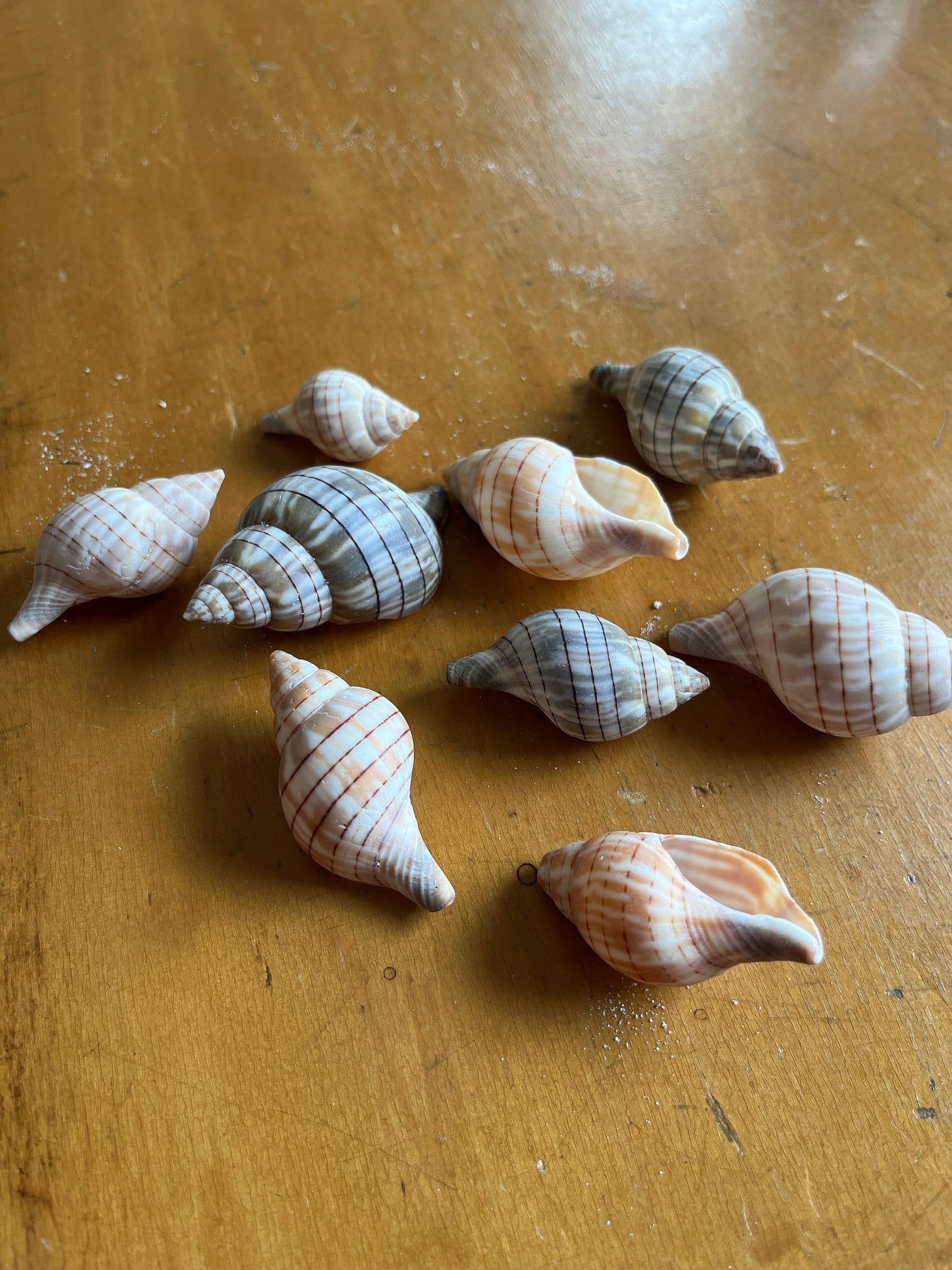 8 tulip shells in a scattered assortment, all perfect, sitting on a desk surface