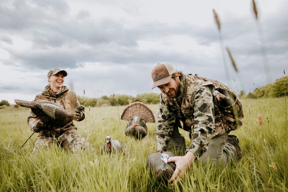 Setting turkey decoys in a field