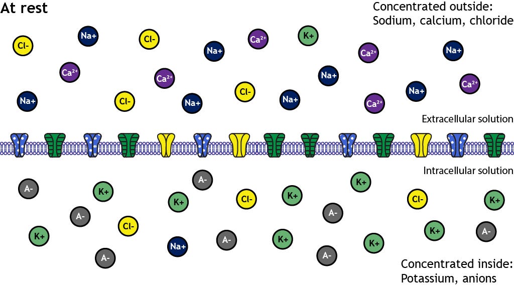 Membrane Potential – Foundations of Neuroscience