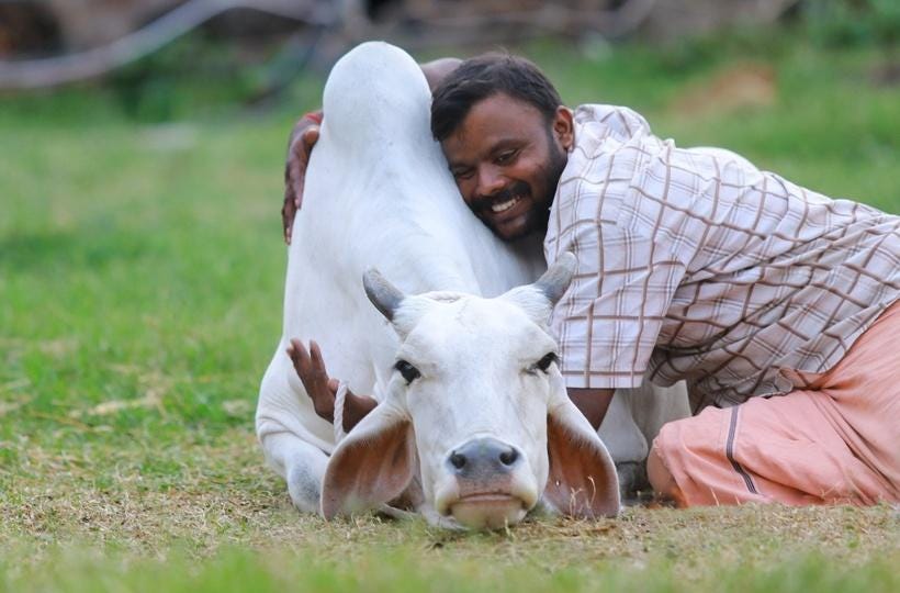 Valentine's Day: Forget Your Partner, Hug A 'Kamdhenu Cow To Save Indian  Culture'