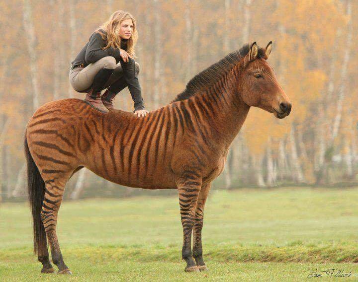 Zorse, a zebra horse hybrid : r/pics
