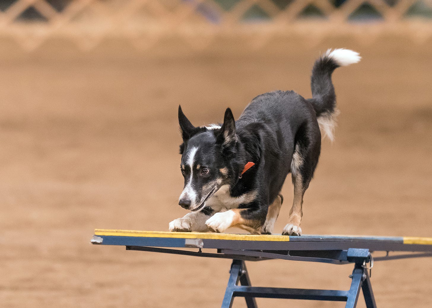 Dog on teeter