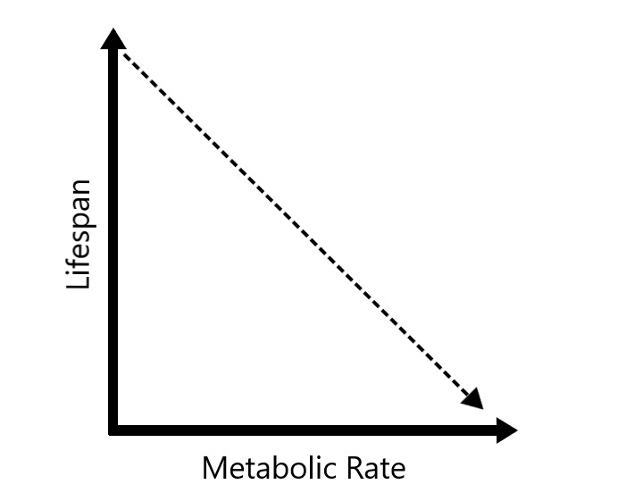 Rate-of-living theory - Wikipedia