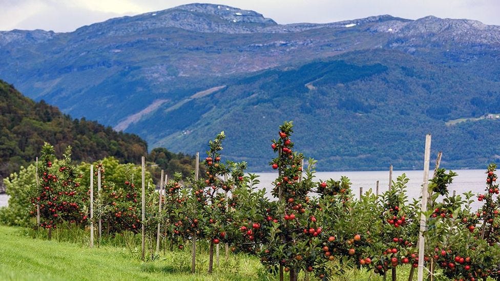 Cistercian monks introduced the cultivation of apples in the Hardangerfjord region (Credit: Alf Jacob Nilsen/Alamy)