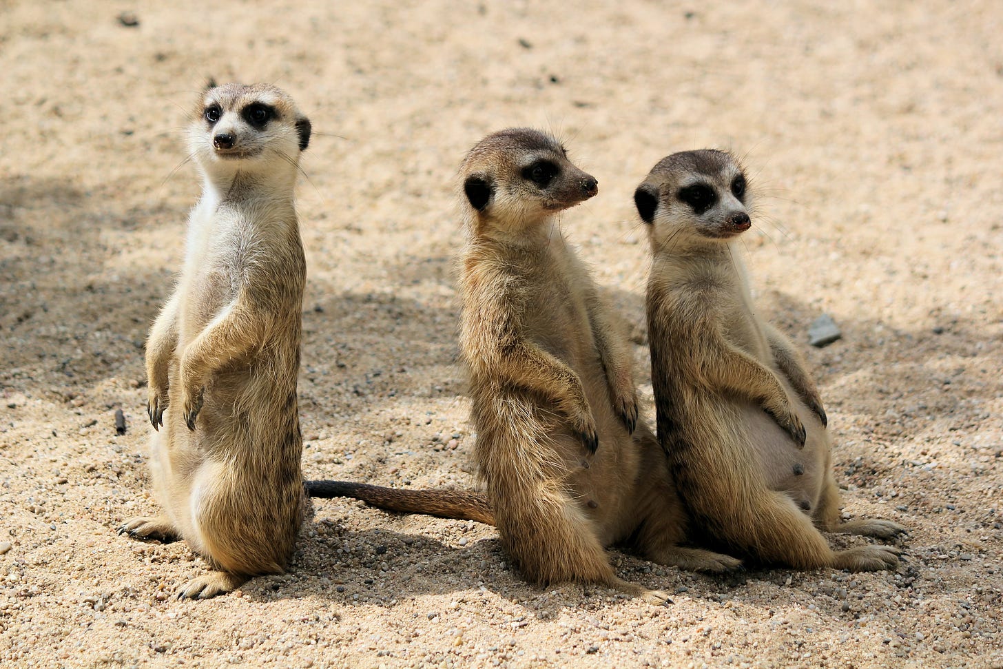 Three meerkats. One looking left, two looking right.
