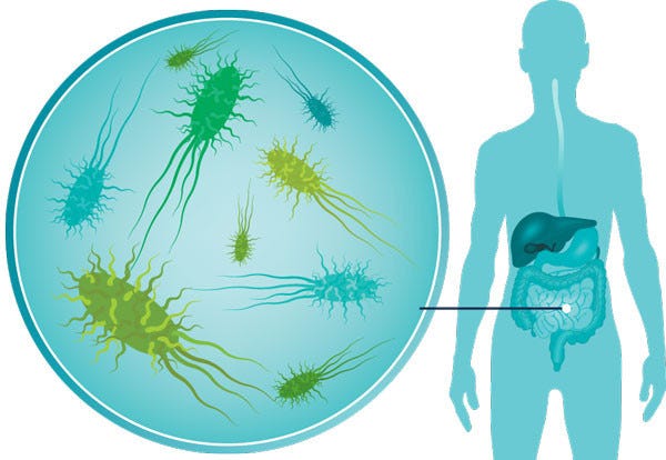 Can gut bacteria improve your health? - Harvard Health