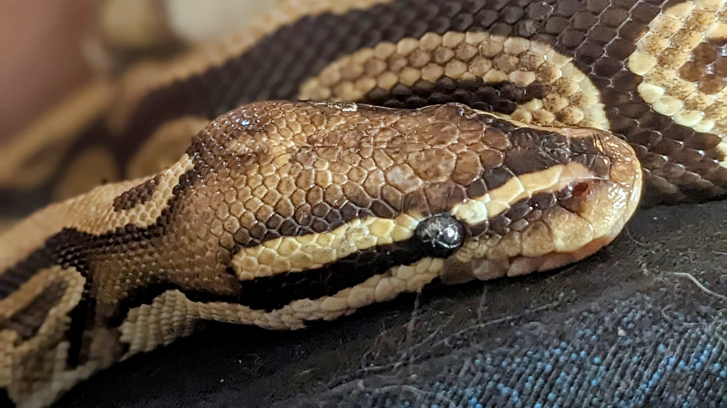 The head of a ball python, with various markings of light and dark brown, along with stripes of black and tan.