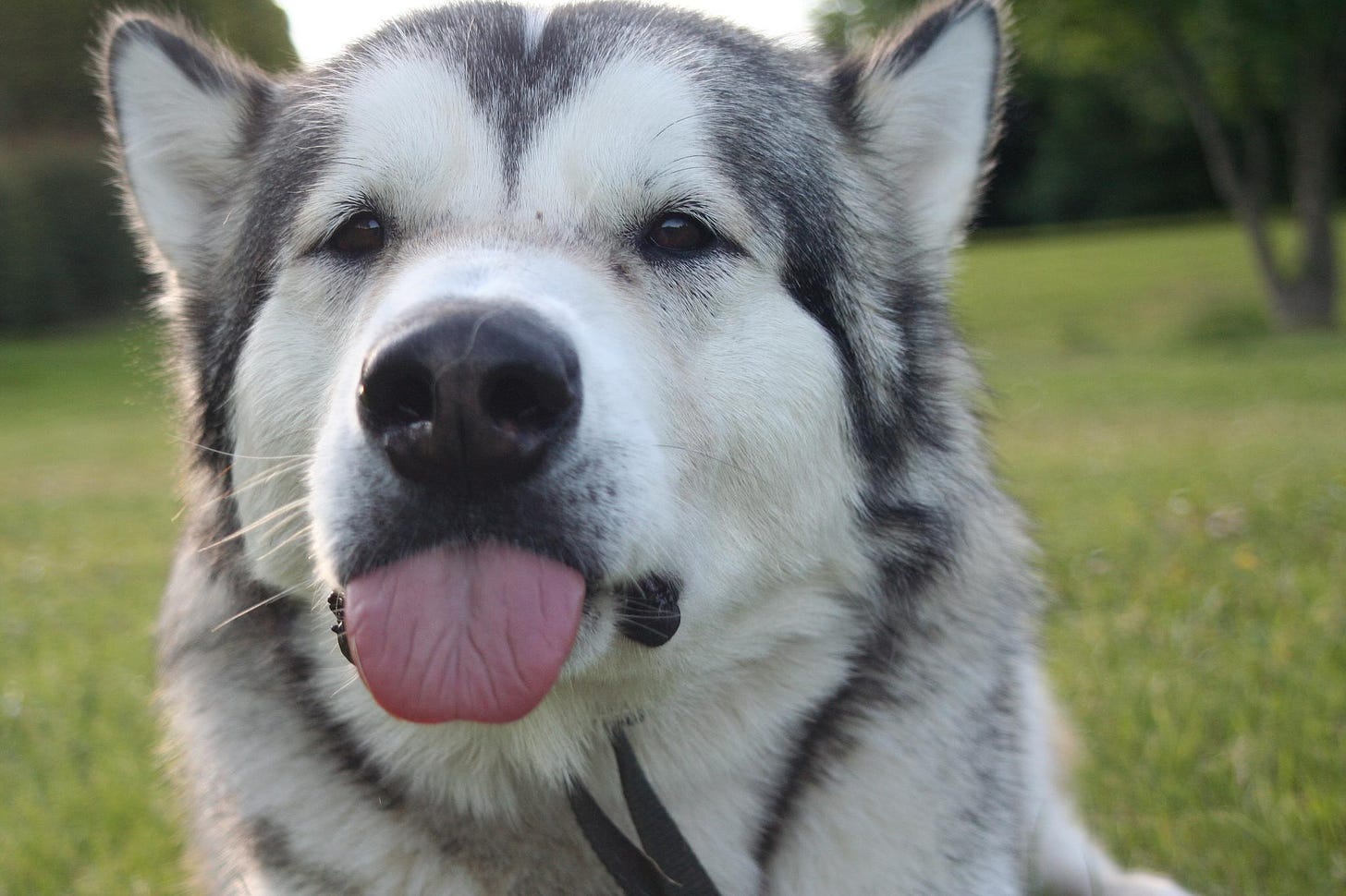 wallpaper dog, husky, funny HD : Widescreen : High Definition : Fullscreen