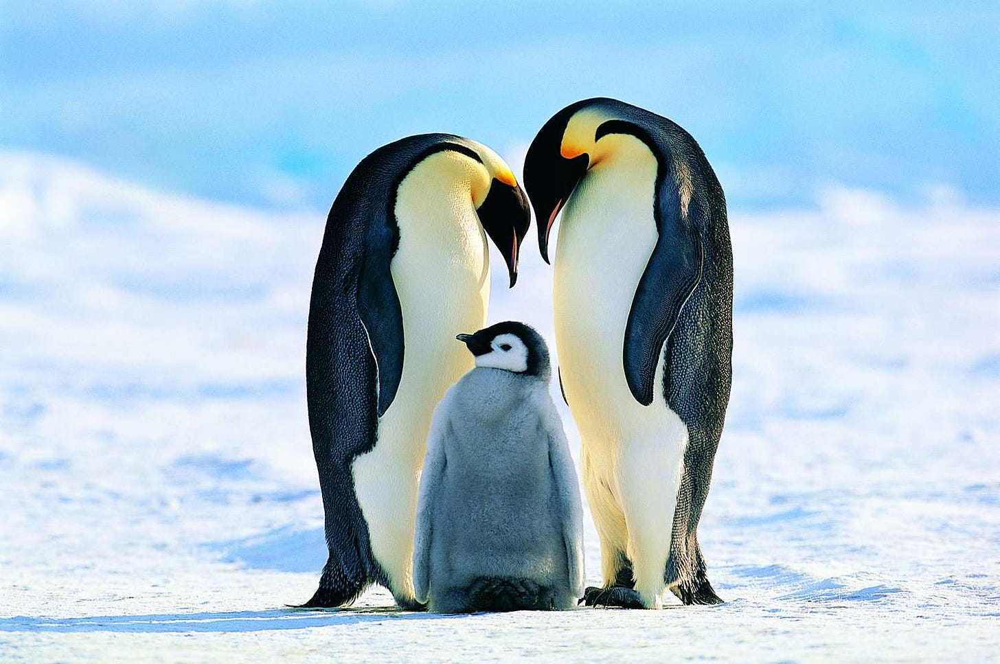 Emperor Penguin Facts (Aptenodytes forsteri)