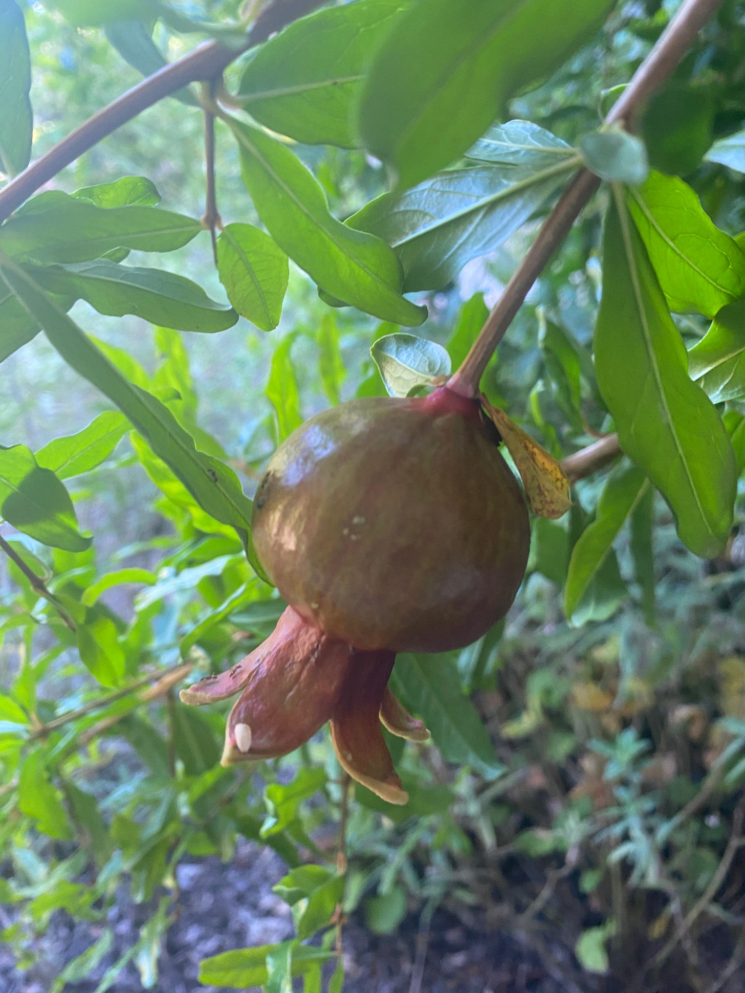 a pomegranate hangs on a green leafy branch