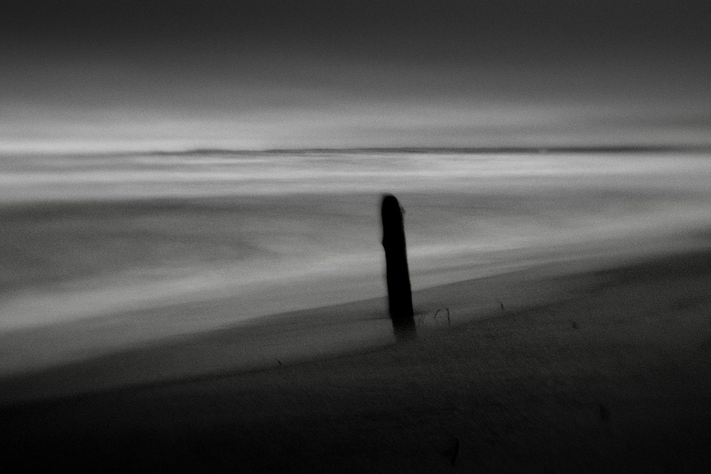 tree in the beach