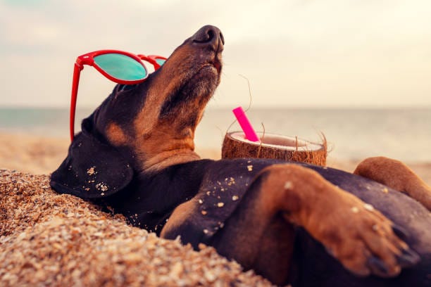 1,100+ Dog Sunbathing With Sunglasses On Stock Photos, Pictures &  Royalty-Free Images - iStock