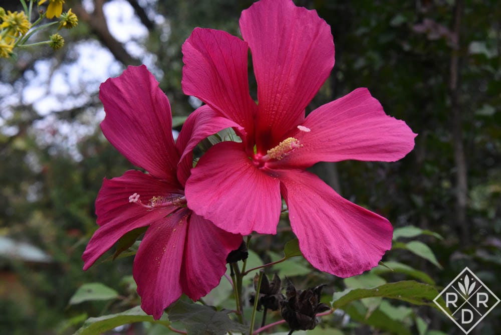 hibiscus-moy-grande-1-of-1 - Red Dirt Ramblings®