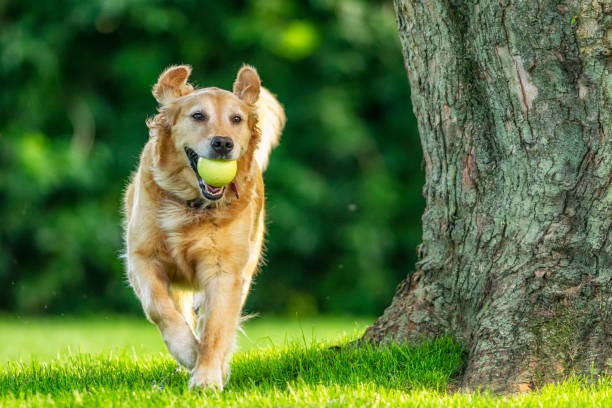 A Golden Retriever running with her ball in yard by a tree – 5 year old A happy cute 5 year old Golden Retriever running with her ball around her grass yard by a tree, playing fetch. fetch dog stock pictures, royalty-free photos & images