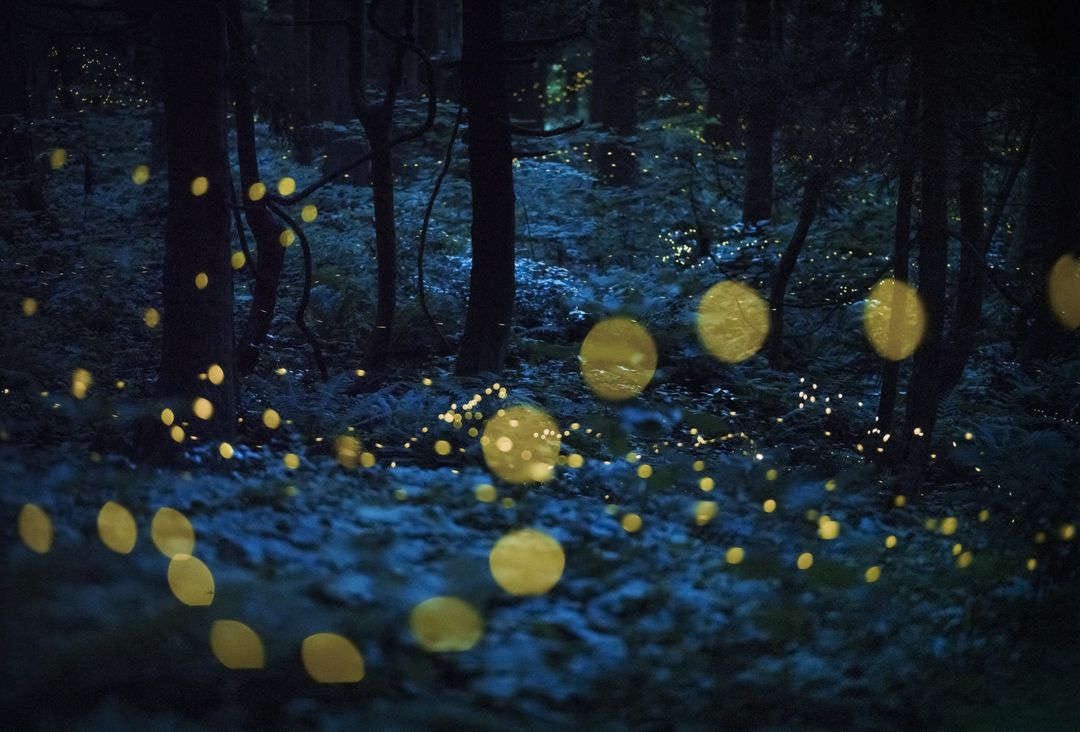 fotografía nocturna de un bosque en Japón en la que se ven los resplandores de las luciérnagas