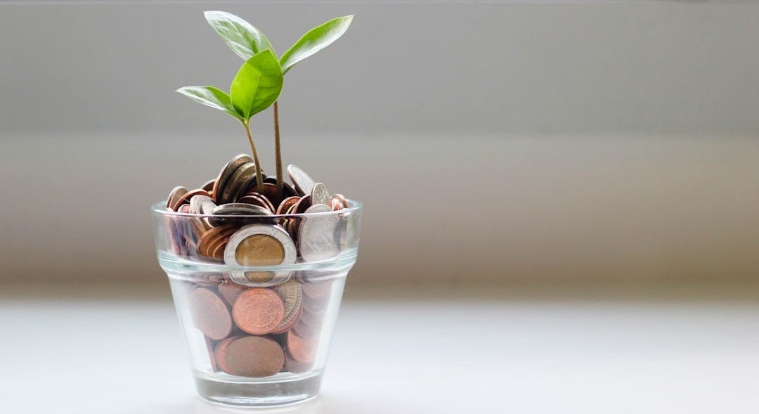 green plant in clear glass cup