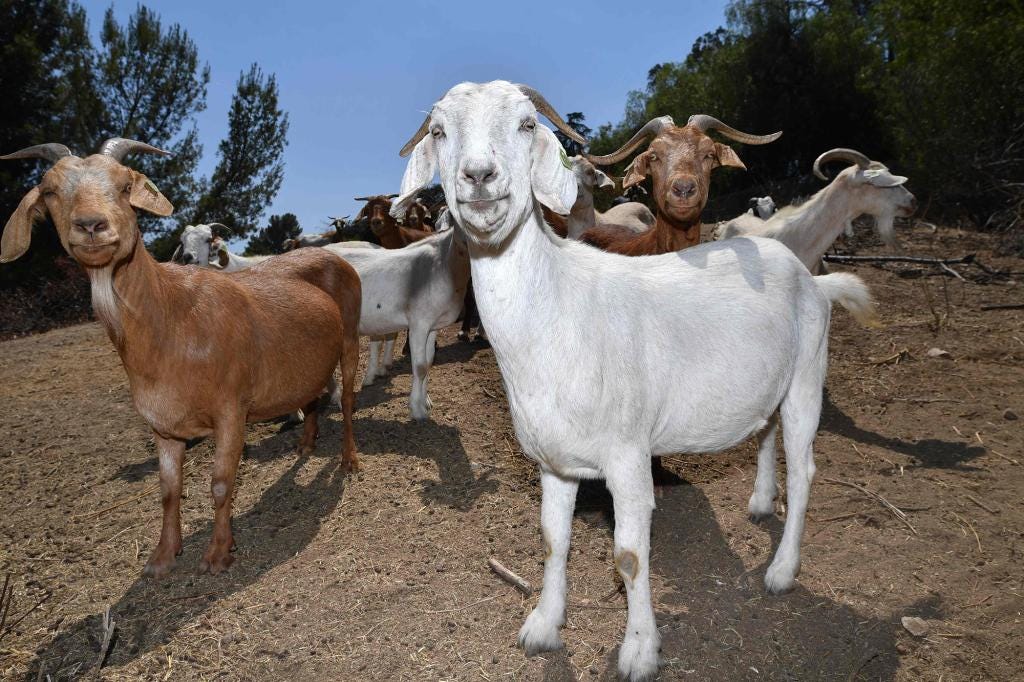 Goats being used to prevent wildfires in California