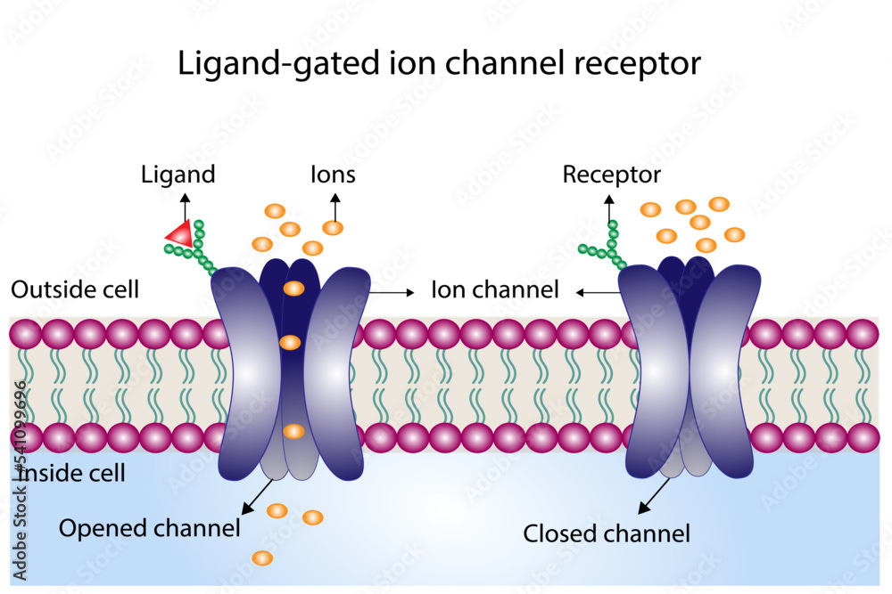 Ligand gated ion channel receptors. Mechanism for the transport of ions.  Cell membrane receptors for ligands bind. Top view of ion channel opened  channel closed channel vector de Stock | Adobe Stock