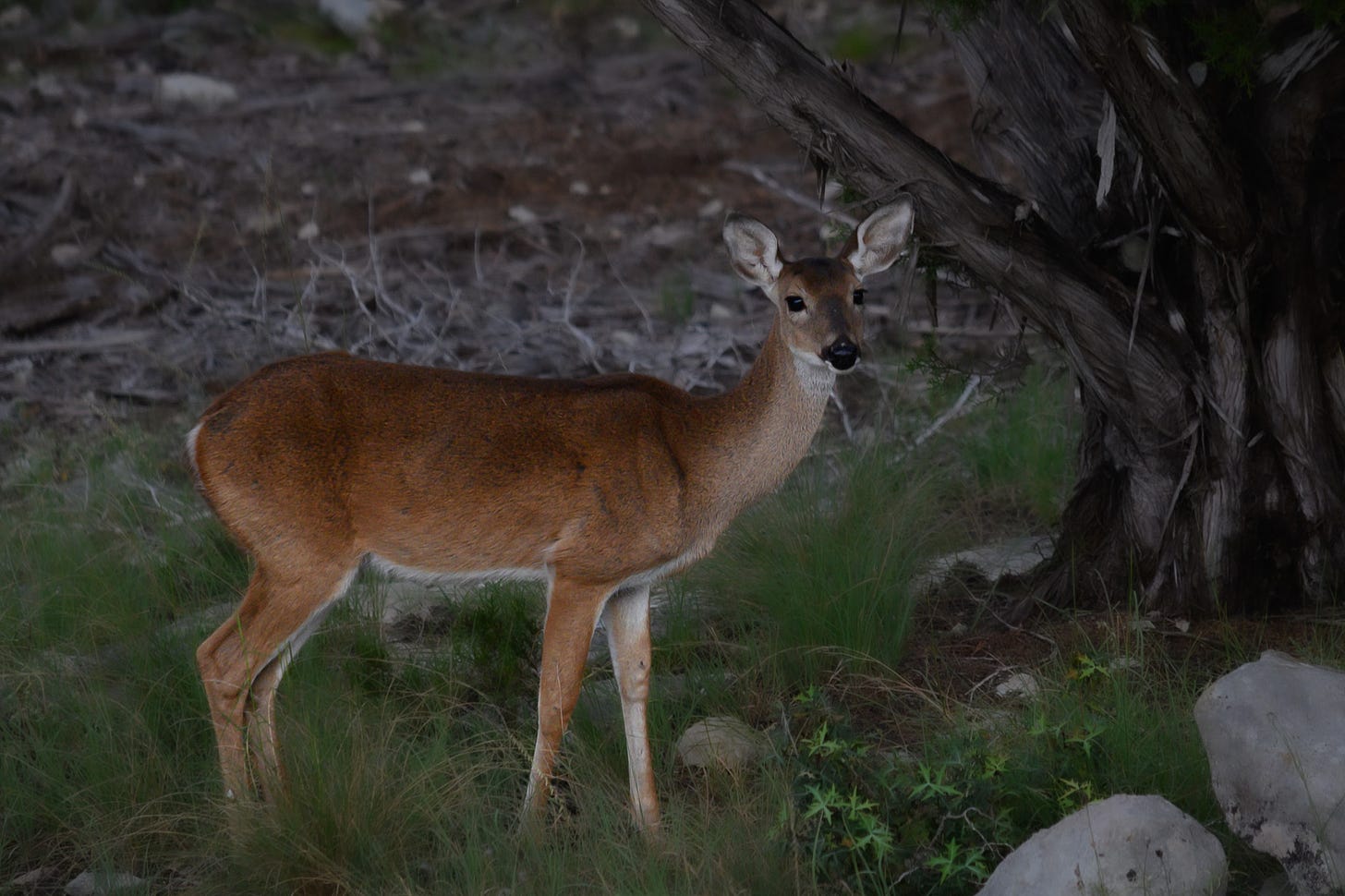 A white-tailed doe stands in an open clearing with mesquite trees and rocky ground 