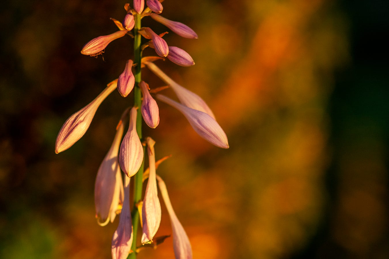 A photo of flowers from a hosta plant.
