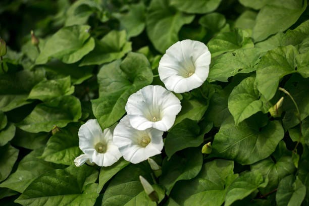 Hedge Bindweed - Calystegia sepium Hedge Bindweed - Calystegia sepium bind weed stock pictures, royalty-free photos & images