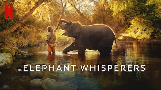 Watch The Elephant Whisperers | Netflix Official Site