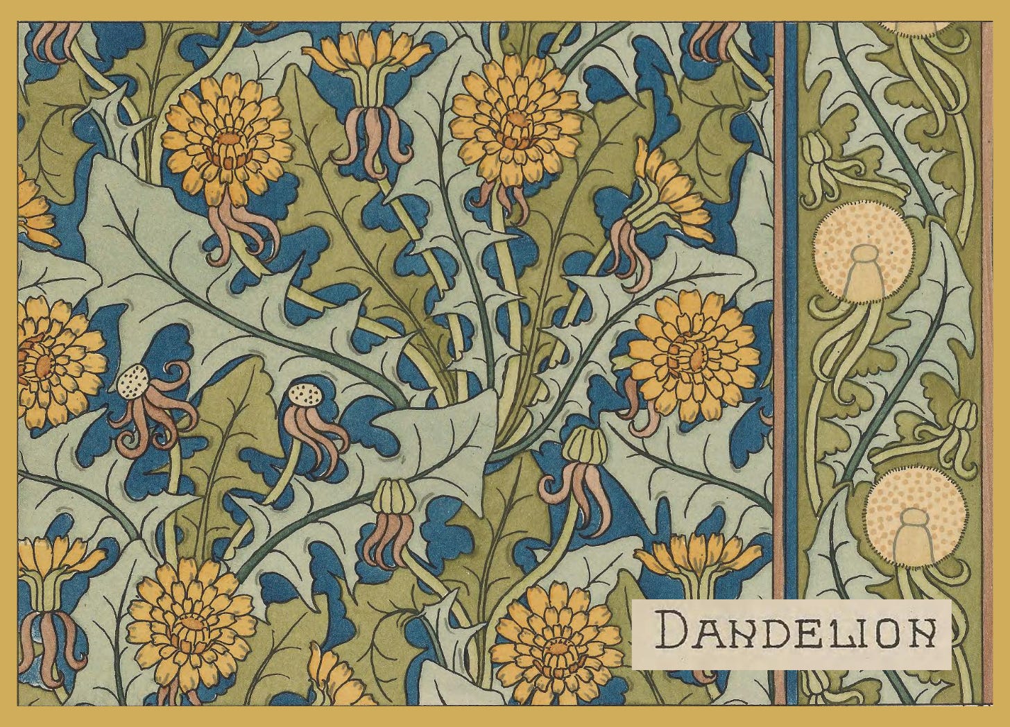 A small segment of an 1896 illustration of dandelions. Ornate, victorian-style dandelions curl around their leaves, with fluffy globes of dandelion seeds nearby. 