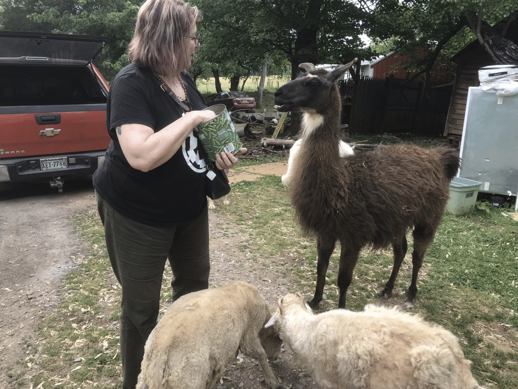 alpaca on fiber farm