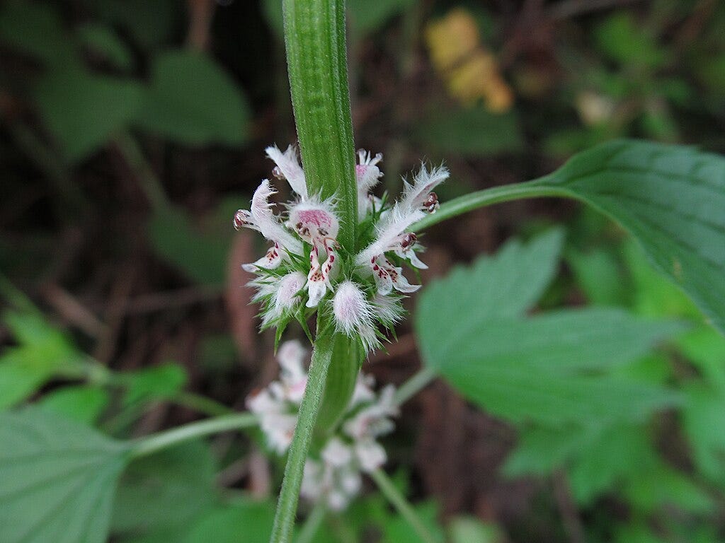 Photo of motherwort flowers by Cbaile19, CC0, via Wikimedia Commons Photo of motherwort flowers by Cbaile19, CC0, via Wikimedia Commons