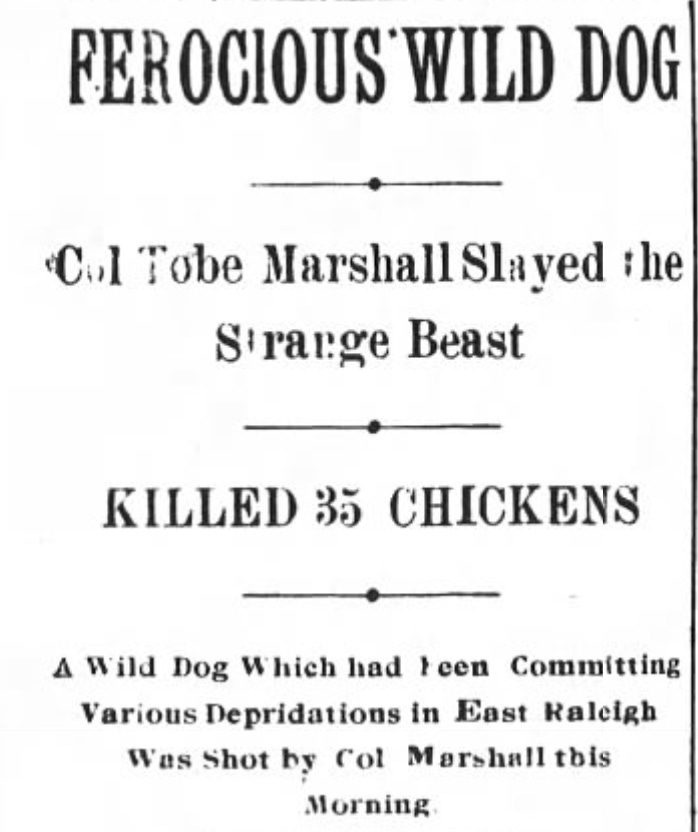 Headline: FEROCIOUS WILD DOG