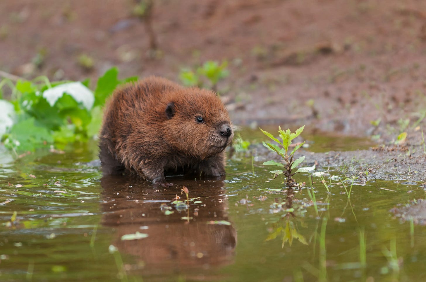 What Is A Baby Beaver Called? | IFLScience