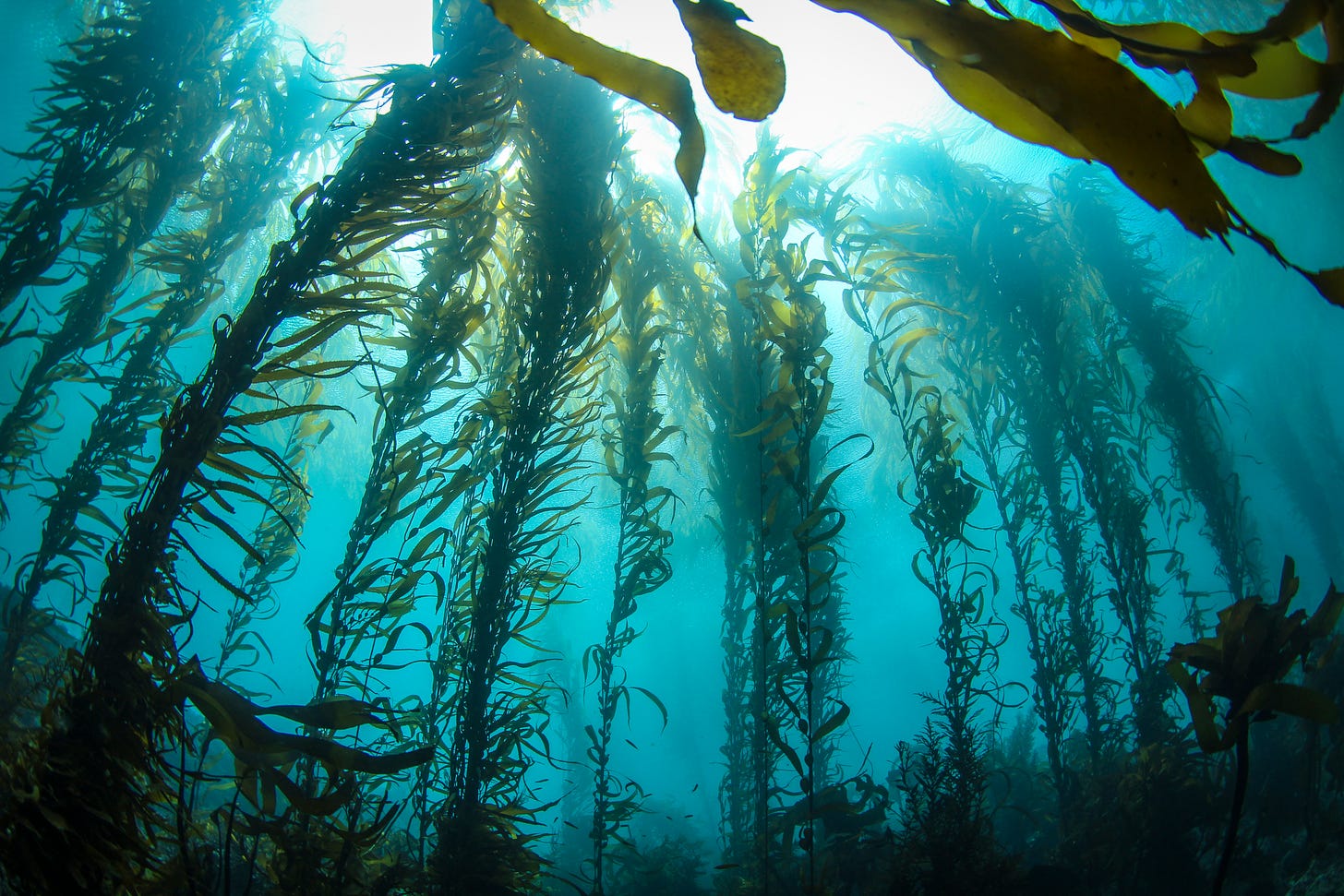 Pacific kelp forests are dying off at alarming rates