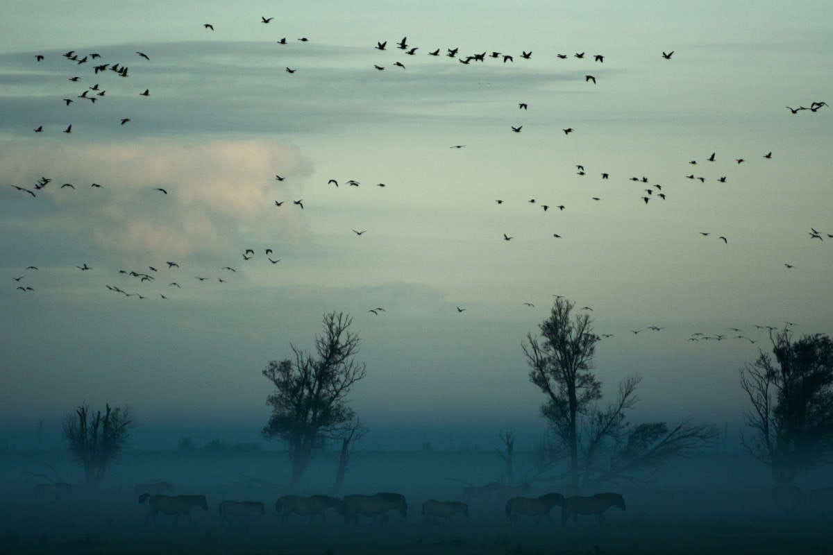 un amanecer en el que se ven un montón de aves migratorias sobre un banco de niebla