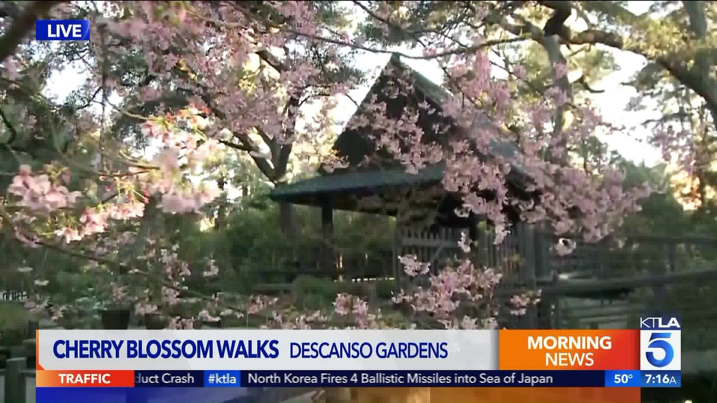 Cherry Blossom Time at Descanso Gardens | KTLA