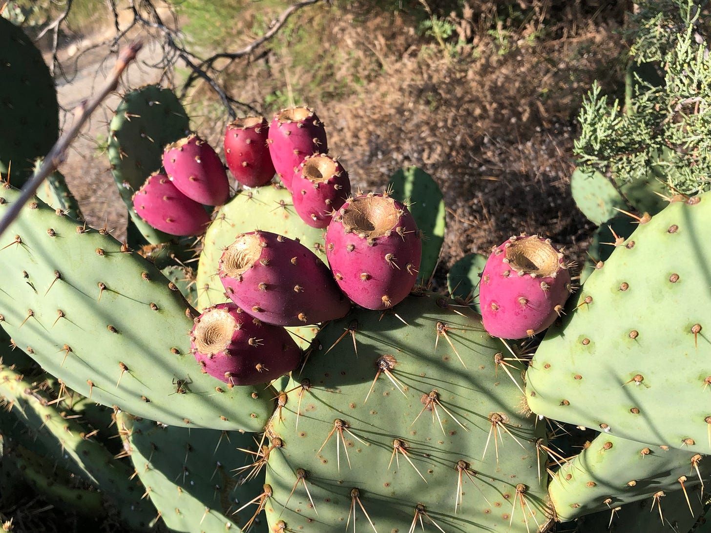 A prickly pear cactus whose blooms have fallen off.