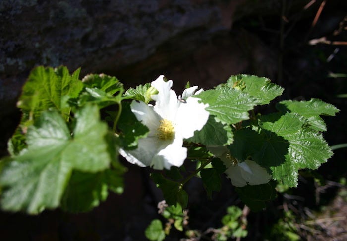 Large white 5-petaled flower among large, deep green, 5-lobed leaves
