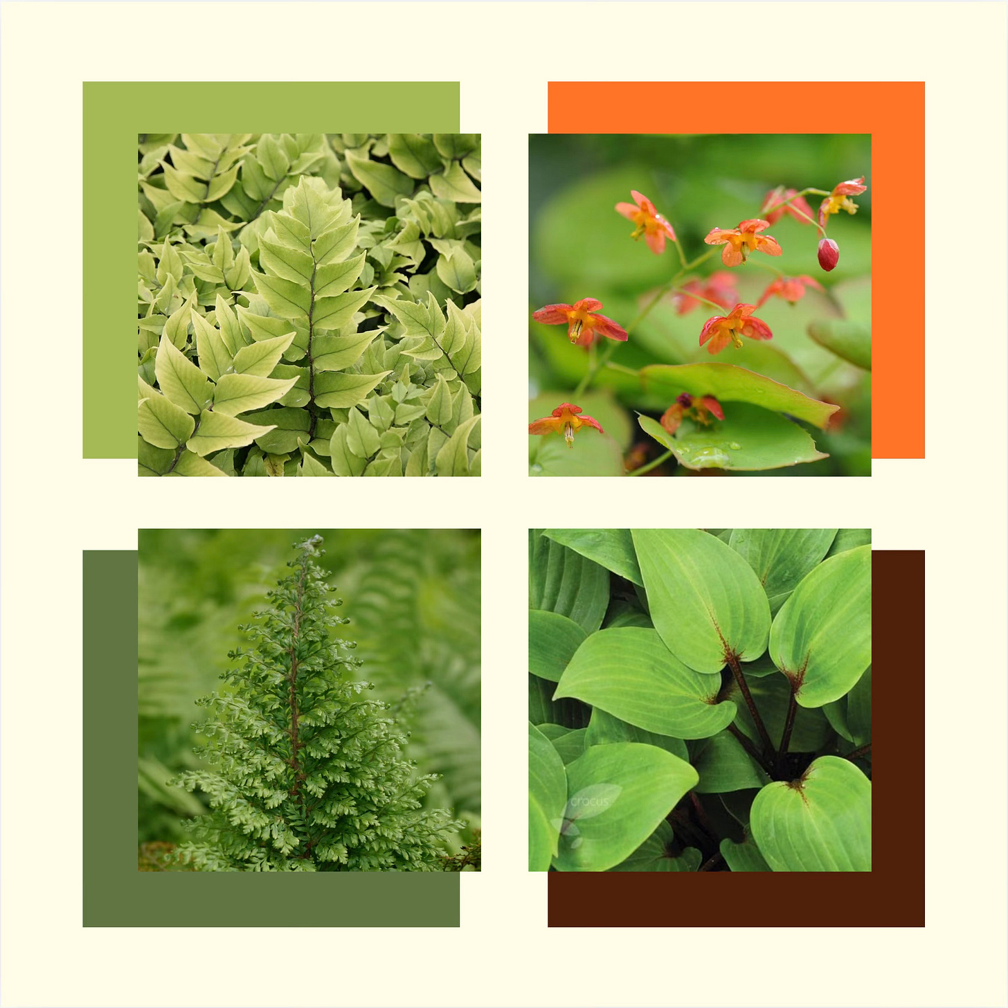 Plant Partners The Real Slim Shady by Emma