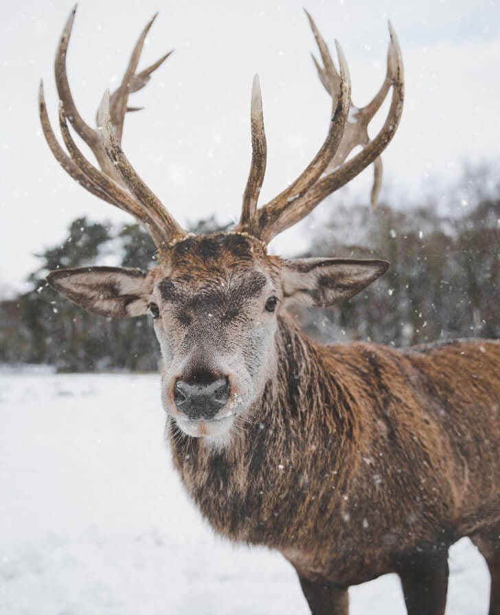 How reindeer evolved to be Santa's perfect helper | BBC Earth