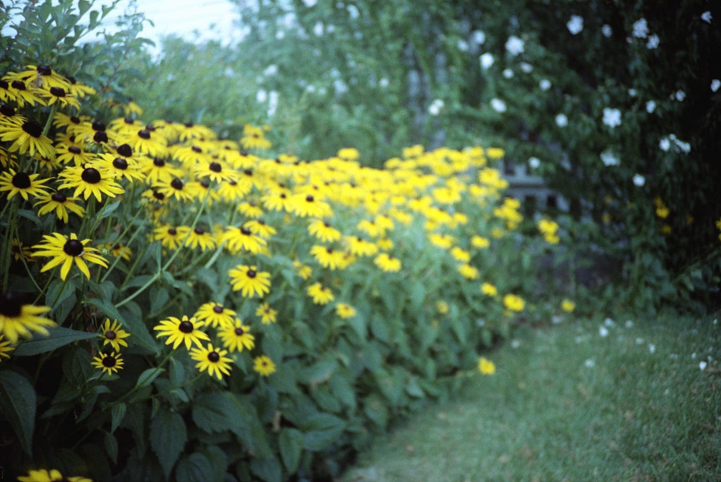 a drift of yellow black-eyed susan flowers growing along a lawn