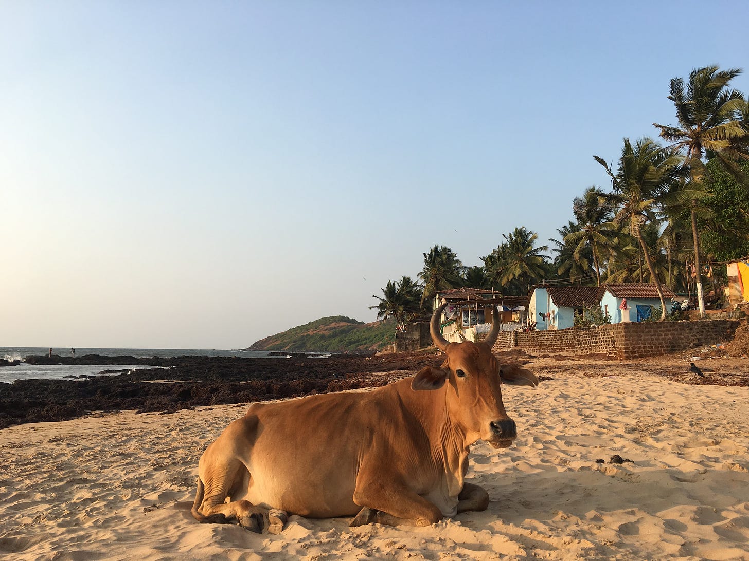 A brown cow sits on a beach, shown from its left side. Behind it are small huts, palm trees, and rocks.