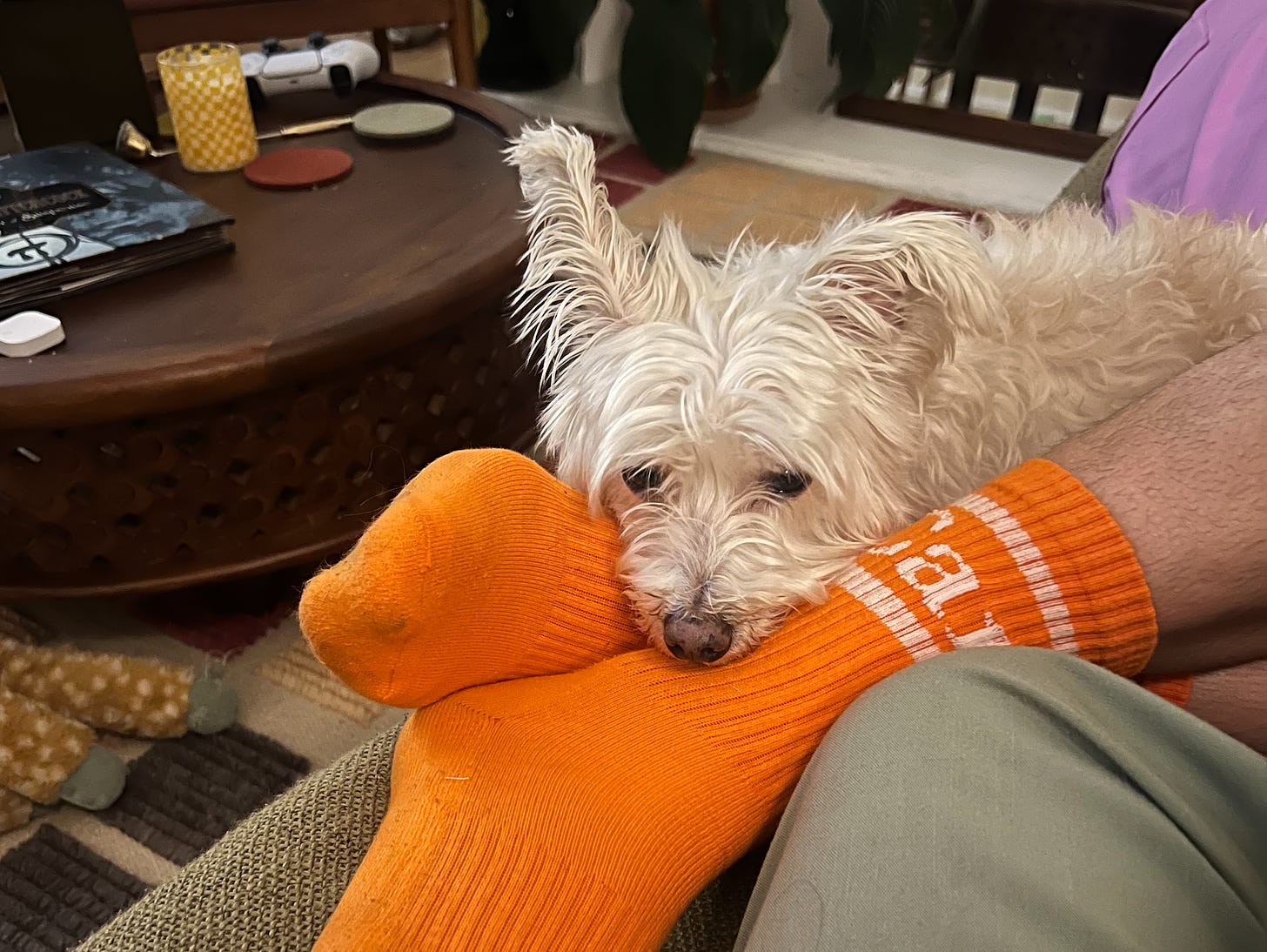 A small dog nestled into my socks looking sad