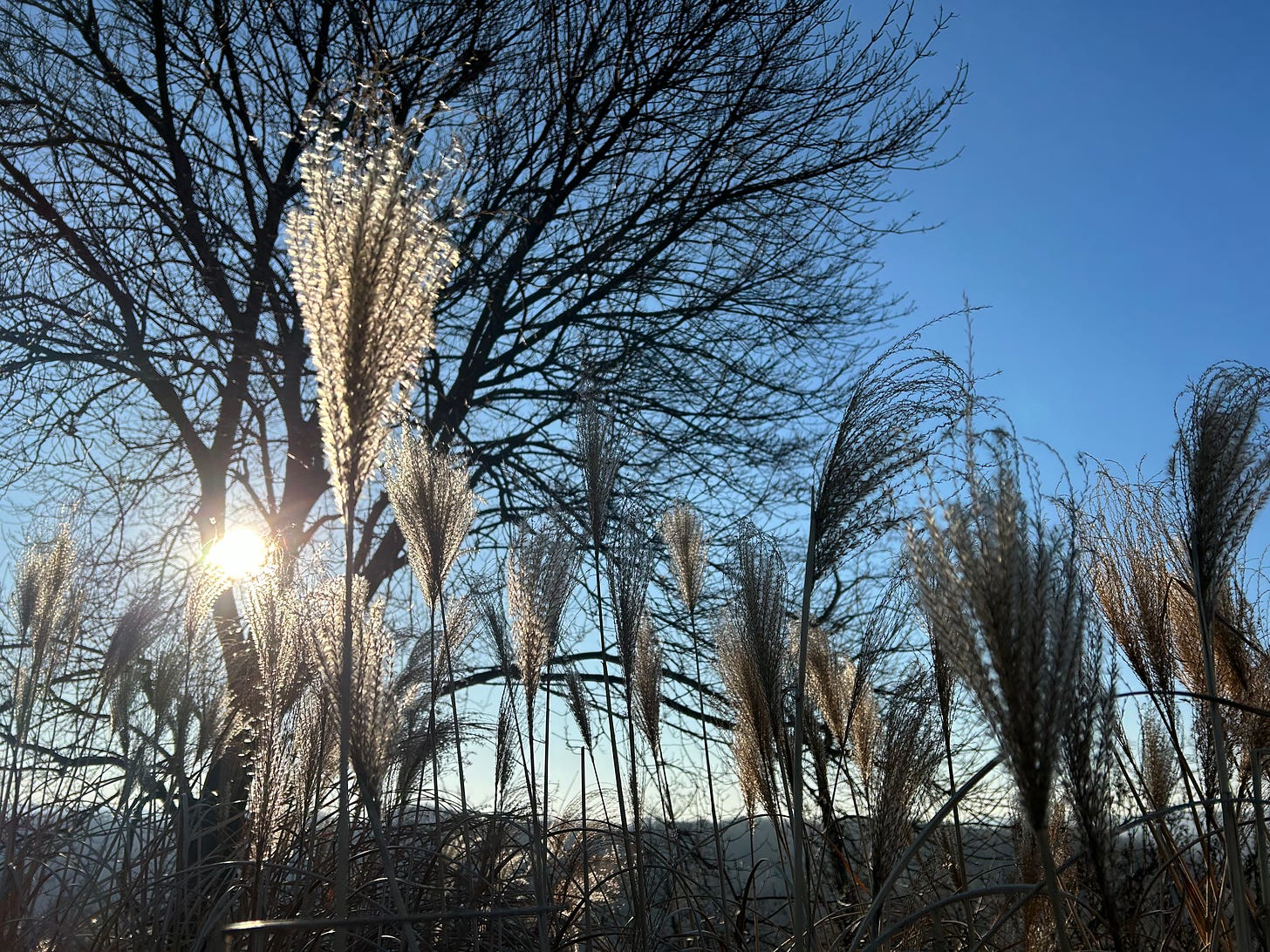 The sun shines through a patch of tall golden wheat husks, illuminated coldly against the bright blue winter sky.